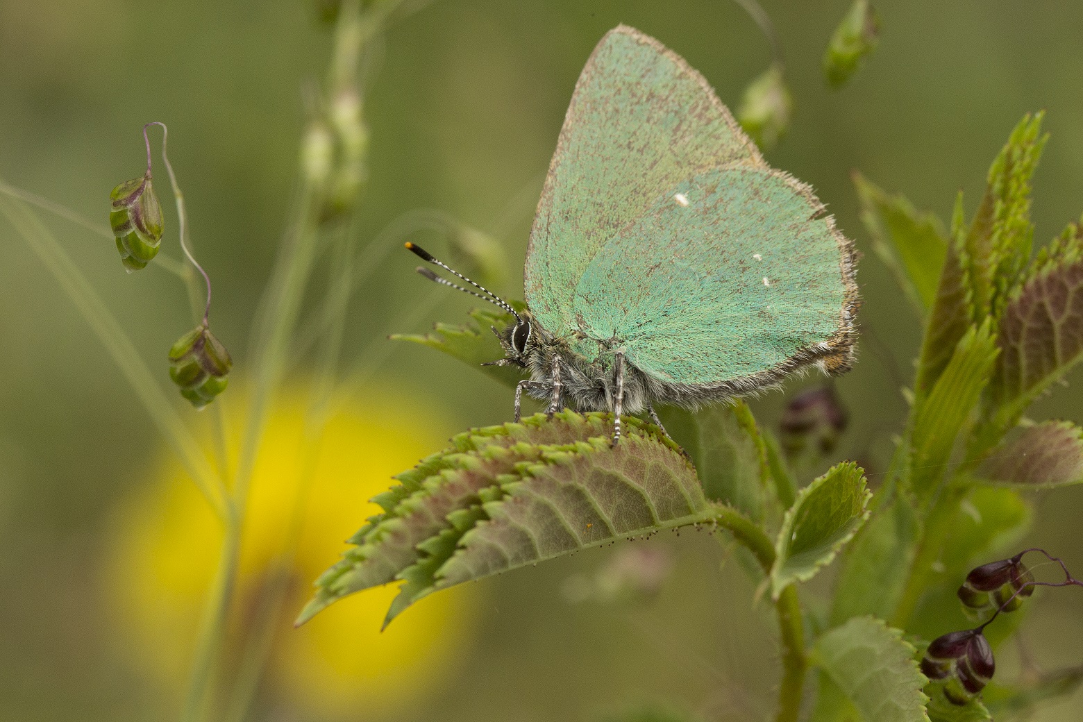 Voorjaarsvlinders en insecten van de Veluwe