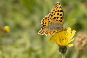 Kleine parelmoervlinder- Issoria lathonia"