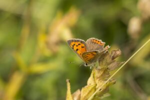 Voorjaarsvlinders en insecten van de Veluwe"