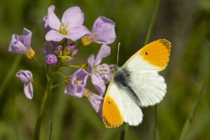 Oranjetipje imago man- Anthocharis cardamines male"